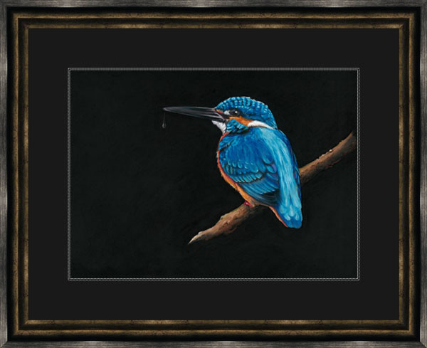 Royal Blue (Kingfisher) - (MED)