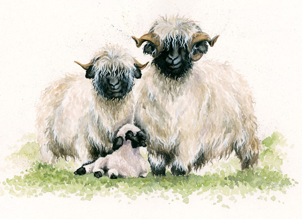 Ewe Me and Him (Valais Sheep) 