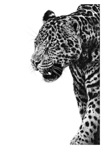 Spirit of The Jaguar (Jaguar) 