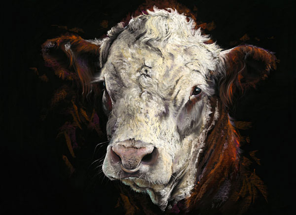 Midnight Cowboy (Hereford Bull) - LGE
