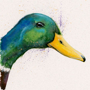 Peeking Duck (Mallard)
