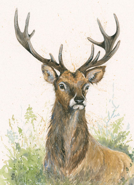 The Observer (Stag) - SML 