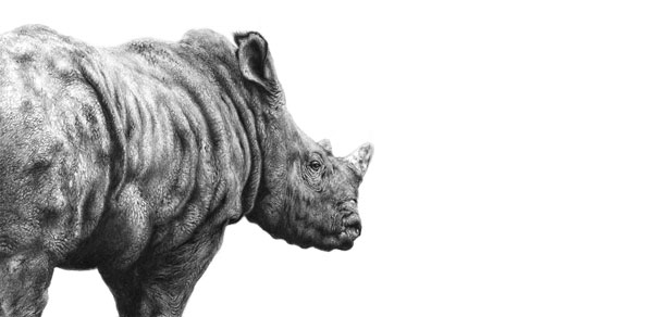 Beyond The Horizon (Rhino) 