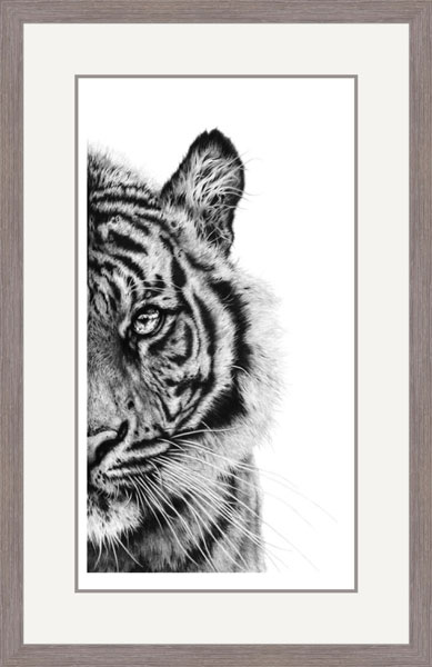 Line of Sight (Sumatran Tiger) 
