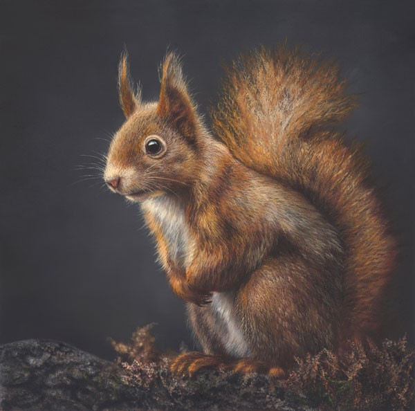 Little Red - Squirrel 