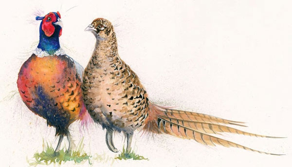 Love Birds (Pheasants) - LGE 