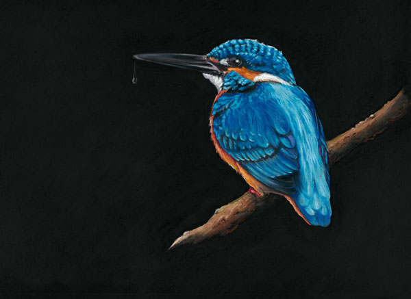 Royal Blue (Kingfisher) - (MED)