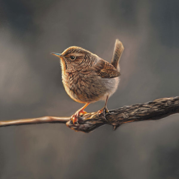 Small and Mighty - Wren 
