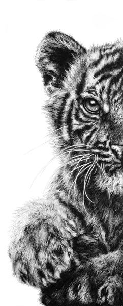 The Watchful Huntress (Sumatran Tiger Cub) 