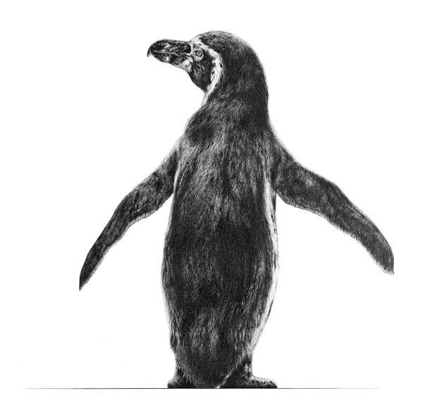 Watch My Back (African Penguin) 
