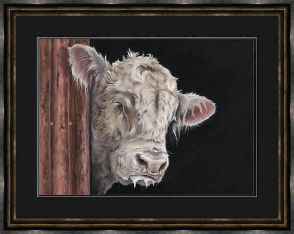 Allo, Allo - Charolais Bull 