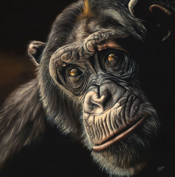 Reflection - Chimp 