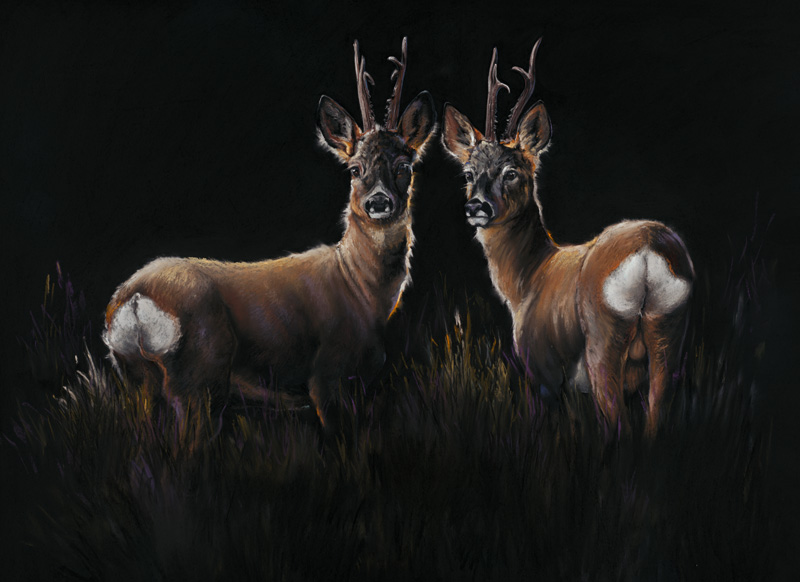 Two In A Roe - Roe Deer 