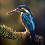 Majesty - Kingfisher