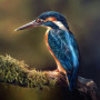 Majesty - Kingfisher