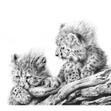 Cheetahs / Lions