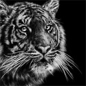 Tigers