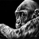 Other Animals