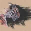 Colours Of The Wild