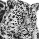 Leopards