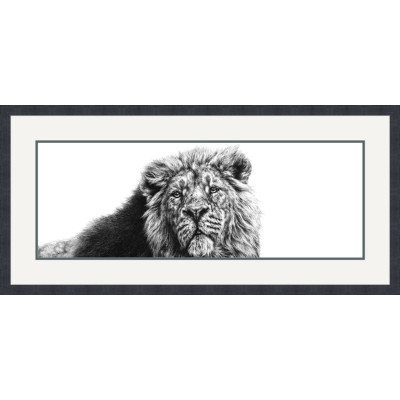 SERENITY OF THE SOVEREIGN (ASIATIC LION)