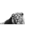 SERENITY OF THE SOVEREIGN (ASIATIC LION)