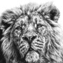 SERENITY OF THE SOVEREIGN (ASIATIC LION)