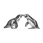 Kiss and Make Up (Penguins)