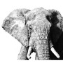Shadow of Africa