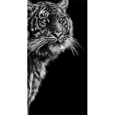 Dangerous Contrast (Sumatran Tiger)