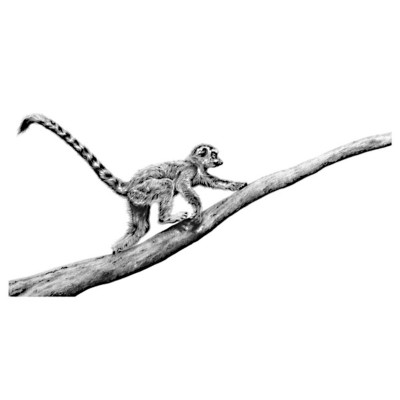 Branching Out (Ring Tailed Lemur)