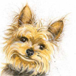 Stanley (Yorkshire Terrier)