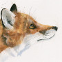 A Cunning Plan (Fox)