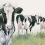 Cheeky Girls (Dairy Cows)