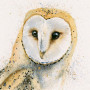 Barney (Barn Owl)