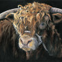 Big Mac (Highland Bull) Large