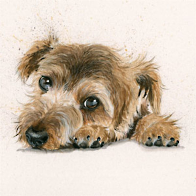 Bootiful (Border Terrier)