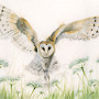 A Wing And A Prayer (Barn Owl) - SML