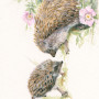 A Helping Hand (Hedgehogs)