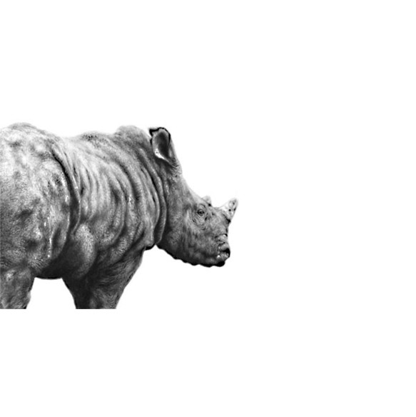 BEYOND THE HORIZON (RHINO)