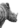 BEYOND THE HORIZON (RHINO)