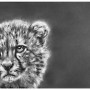 BORN TO RUN (CHEETAH)