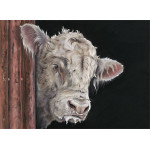 Allo, Allo - Charolais Bull