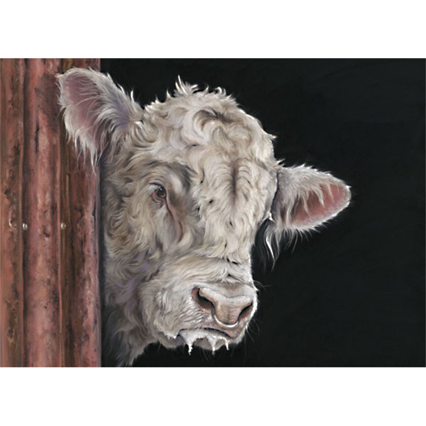 Allo, Allo - Charolais Bull