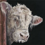 Allo, Allo - Charolais Bull