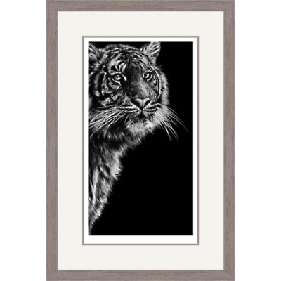 Dangerous Contrast (Sumatran Tiger)