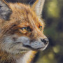 Focus - Fox
