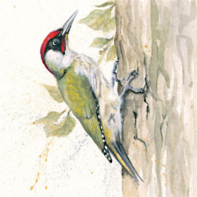 Knock Knock (Green Woodpecker)
