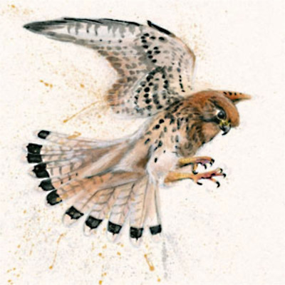 Birds Eye View (Kestrel)