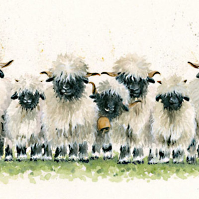 Lily of The Valais (Valais Sheep)